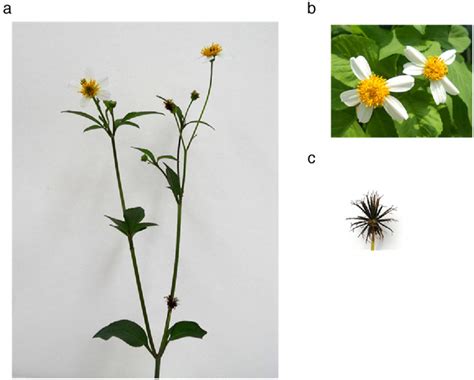 Bidens pilosa: Nutritional value and benefits for .